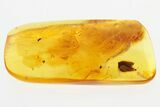 Fossil True Midge (Chironomidae) with Plant in Baltic Amber #300684-1